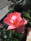 Preview: Rosa Kurfürstendamm